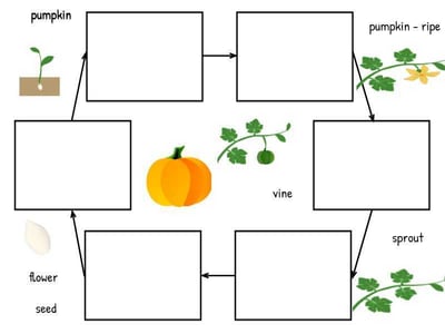 wixie-template-life-cycle-pumpkin